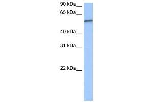 RPUSD2 antibody used at 0. (RPUSD2 anticorps  (C-Term))