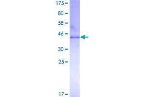 Image no. 1 for Claudin 1 (CLDN1) (AA 1-211) protein (GST tag) (ABIN1349581)