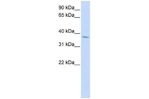 WB Suggested Anti-NKX2-3 Antibody Titration:  0. (NK2 Homeobox 3 anticorps  (Middle Region))
