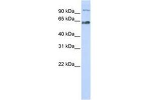 Image no. 1 for anti-MAU2 Sister Chromatid Cohesion Factor (MAU2) (C-Term) antibody (ABIN6741294) (MAU2/KIAA0892 anticorps  (C-Term))
