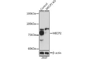 Western blot analysis of extracts from normal (control) and MECP2 Rabbit pAb knockout (KO) 293T cells, using MECP2 Rabbit pAb antibody (ABIN1680812, ABIN1680811, ABIN5663752 and ABIN6213962) at 1:1000 dilution. (MECP2 anticorps  (AA 1-280))