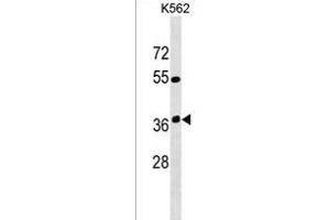 OR12D3 Antibody (C-term) (ABIN1537054 and ABIN2849868) western blot analysis in K562 cell line lysates (35 μg/lane).
