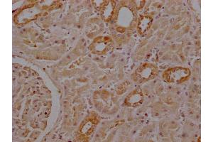 Immunohistochemistry of paraffin-embedded human kidney tissue using ABIN7168775 at dilution of 1:100 (Selenoprotein P (SELENOP) (AA 20-381) anticorps)