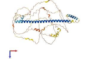 AlphaFold protein structure predicition of Human Recombinant CREB3L2 Protein, UniprotID Q70SY1