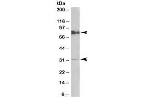 Western blot testing of rat brain lysate with GPM6A antibody at 0. (GPM6A anticorps)