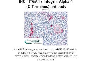 Image no. 1 for anti-Integrin alpha 4 (ITGA4) (C-Term) antibody (ABIN1736069) (ITGA4 anticorps  (C-Term))