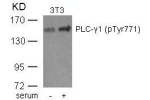 Western blot analysis of extracts from 3T3 cells untreated or treated with serum using PLC-g1(phospho-Tyr771) Antibody. (Phospholipase C gamma 1 anticorps  (pTyr771))