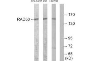 Western blot analysis of extracts from COLO205/293/HuvEc cells, using RAD50 Antibody. (RAD50 anticorps  (AA 681-730))