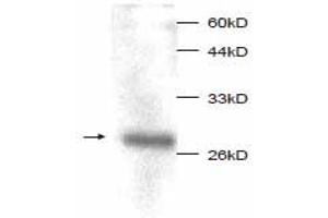 Western Blotting (WB) image for anti-Macrophage Migration Inhibitory Factor (Glycosylation-Inhibiting Factor) (MIF) (full length) antibody (ABIN1854218) (MIF anticorps  (full length))