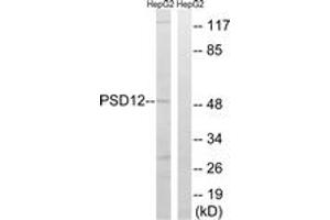 Western blot analysis of extracts from HepG2 cells, using PSMD12 Antibody. (PSMD12 anticorps  (AA 151-200))
