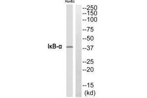 Western blot analysis of extracts from HuvEc cells, using IκB-α antibody.