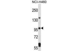 Western Blotting (WB) image for anti-rho Guanine Nucleotide Exchange Factor (GEF) 26 (ARHGEF26) antibody (ABIN2997277)