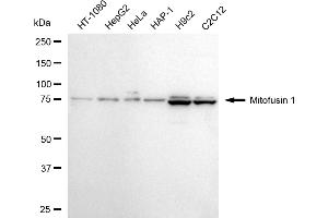 Western blotting analysis using mitofusin 1 antibody (ABIN7799439). (Recombinant MFN1 anticorps)