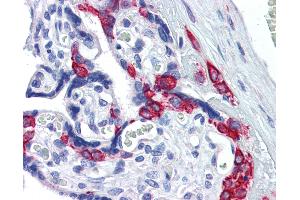 Anti-SERPINE1 / PAI-1 antibody IHC of human placenta. (PAI1 anticorps  (AA 71-85))