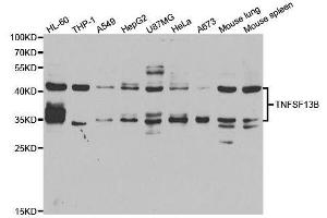 Western blot analysis of extracts of various cell lines, using TNFSF13B antibody. (BAFF anticorps  (AA 76-285))