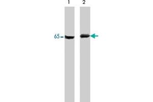 Western blot of A-431 cells untreated (lane 1) or treated with pervanadate (lane 2).