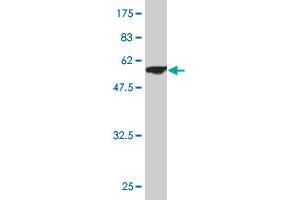 Western Blot detection against Immunogen (54.