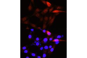 Immunofluorescence analysis of NIH-3T3 cells using PLK1 Rabbit pAb (ABIN3023351, ABIN3023352, ABIN3023353 and ABIN6219645) at dilution of 1:100 (40x lens). (PLK1 anticorps  (AA 304-603))