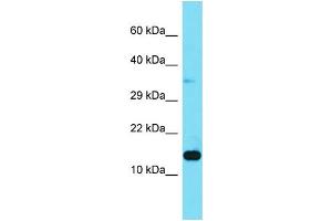 Host: Rabbit Target Name: LAMTOR3 Sample Type: 293T Whole Cell lysates Antibody Dilution: 1. (MAPKSP1 anticorps  (N-Term))