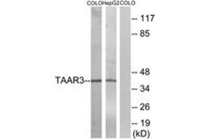 Western blot analysis of extracts from COLO/HepG2 cells, using TAAR3 Antibody. (TAAR3 anticorps  (AA 206-255))