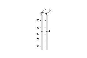 All lanes : Anti-G9L1 Antibody  at 1:1000 dilution Lane 1: MCF-7 whole cell lysate Lane 2: HepG2 whole cell lysate Lysates/proteins at 20 μg per lane. (ATG9A anticorps  (AA 723-753))