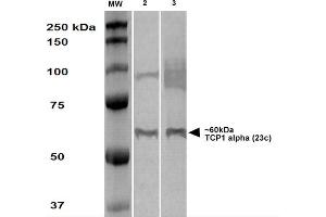 Western Blot analysis of Human A431 and HEK293 cell lysates showing detection of TCP1 alpha protein using Rat Anti-TCP1 alpha Monoclonal Antibody, Clone 23c . (TCP1 alpha/CCTA anticorps  (C-Term) (PE))