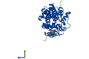 AlphaFold protein structure predicition of Human Recombinant SRR Protein, UniprotID Q9GZT4