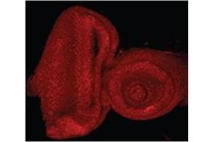 AP32085PU-N E2F1 Antibody staining of the Drosophila Eye-Antennal Imaginal Disc at 0. (E2F1 anticorps  (Internal Region))