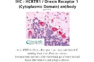 Image no. 1 for anti-Hypocretin (Orexin) Receptor 1 (HCRTR1) (3rd Cytoplasmic Domain) antibody (ABIN1735352) (HCRTR1 anticorps  (3rd Cytoplasmic Domain))