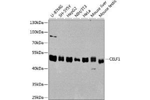 Western blot analysis of extracts of various cell lines, using CELF1 antibody (ABIN6131012, ABIN6138399, ABIN6138400 and ABIN6221641) at 1:1000 dilution. (CELF1 anticorps  (AA 108-483))