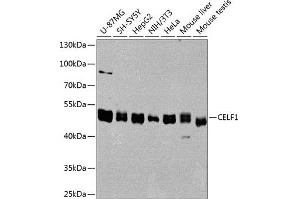 CELF1 Antikörper  (AA 108-483)