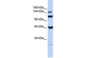 Image no. 1 for anti-Chromosome 17 Open Reading Frame 57 (C17orf57) (AA 72-121) antibody (ABIN6741196) (C17orf57 anticorps  (AA 72-121))