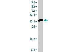 Western Blot detection against Immunogen (37 KDa) .