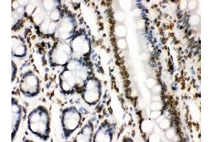 Anti- Lamin B1 Picoband antibody, IHC(P) IHC(P): Rat Intestine Tissue (Lamin B1 anticorps  (AA 266-583))