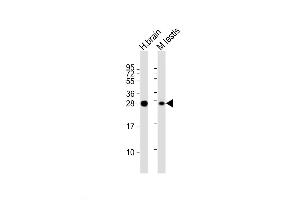 Western Blot at 1:2000 dilution Lane 1: human brain lysate Lane 2: mouse testis lysate Lysates/proteins at 20 ug per lane. (PLD6 anticorps  (AA 125-154))