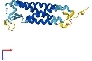 AlphaFold protein structure predicition of Human Recombinant PERP Protein, UniprotID Q96FX8