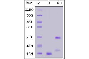 Biotinylated Human  1, Avitag™ on  under reducing (R) and ing (NR) conditions.