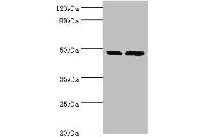 Western blot All lanes: AP1M2 antibody at 2 μg/mL Lane 1: Mouse small intestine tissue Lane 2: Mouse kidney tisueSecondary Goat polyclonal to rabbit IgG at 1/10000 dilution Predicted band size: 48 kDa Observed band size: 48 kDa