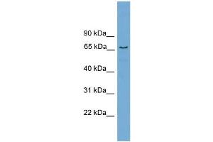 WB Suggested Anti-PPP2R5D Antibody Titration: 0. (PPP2R5D anticorps  (Middle Region))