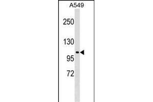 HECTD3 Antibody (C-term) (ABIN1537576 and ABIN2849063) western blot analysis in A549 cell line lysates (35 μg/lane). (HECTD3 anticorps  (C-Term))