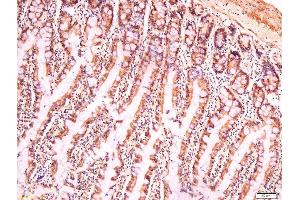 Formalin-fixed and paraffin embedded mouse intestine labeled with Anti-Cryopyrin Polyclonal Antibody, Unconjugated  at 1:200 followed by conjugation to the secondary antibody and DAB staining.