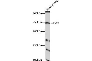 Western blot analysis of extracts of mouse lung, using LY75 antibody  at 1:1000 dilution. (LY75/DEC-205 anticorps  (AA 440-680))