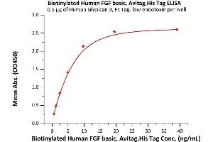 Immobilized Human Glypican 3, Fc Tag, low endotoxin (ABIN4949101,ABIN4949102) at 5 μg/mL (100 μL/well) can bind Biotinylated Human FGF basic, Avitag,His Tag (ABIN6992425) with a linear range of 0.
