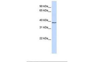 Image no. 1 for anti-Activating Transcription Factor 4 (Tax-Responsive Enhancer Element B67) (ATF4) (AA 182-231) antibody (ABIN6739099)