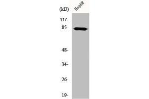 Western Blot analysis of HepG2 cells using DCAMKL2 Polyclonal Antibody (DCLK2 anticorps  (N-Term))