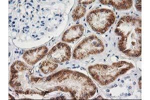 Image no. 7 for anti-Adenylate Kinase 4 (AK4) antibody (ABIN1496524)