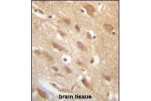 anti-Yae1 Domain Containing 1 (YAE1D1) (AA 131-160) antibody