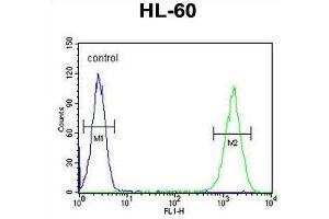 ZNF30 Antibody (N-term) flow cytometric analysis of HL-60 cells (right histogram) compared to a negative control cell (left histogram). (ZFP30 anticorps  (N-Term))