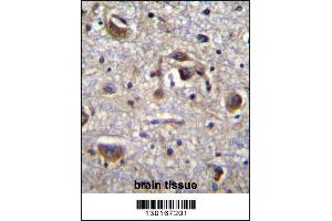 MAPK14 Antibody (Center T180/Y182) immunohistochemistry analysis in formalin fixed and paraffin embedded human brain tissue followed by peroxidase conjugation of the secondary antibody and DAB staining. (MAPK14 anticorps  (AA 158-192))