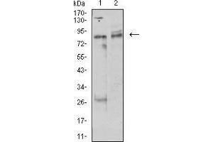 Western blot analysis using UHRF1 mouse mAb against MCF-7 (1) and Hela (2) cell lysate.